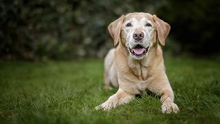 Cani: in arrivo le pillole anti-invecchiamento