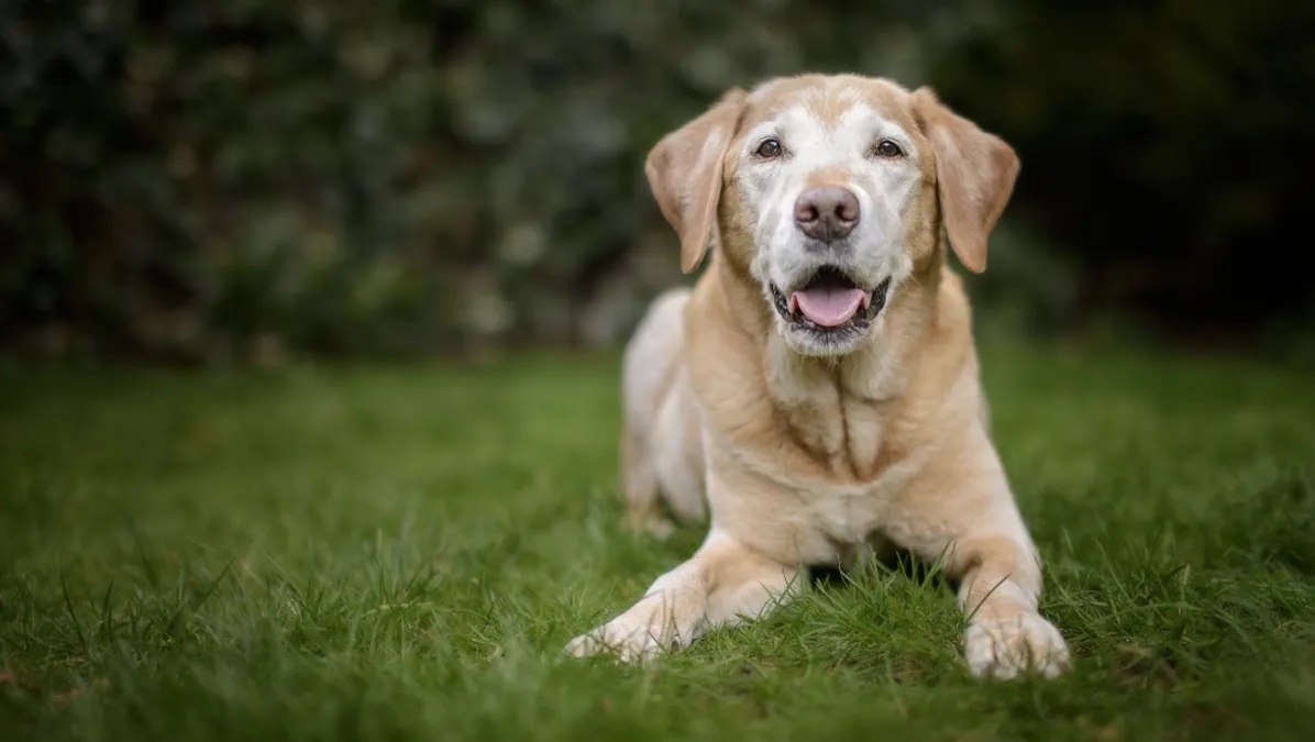 cani vivono più a lungo