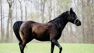 Cavallo: abbandonato nel torinese, appello per l’adozione