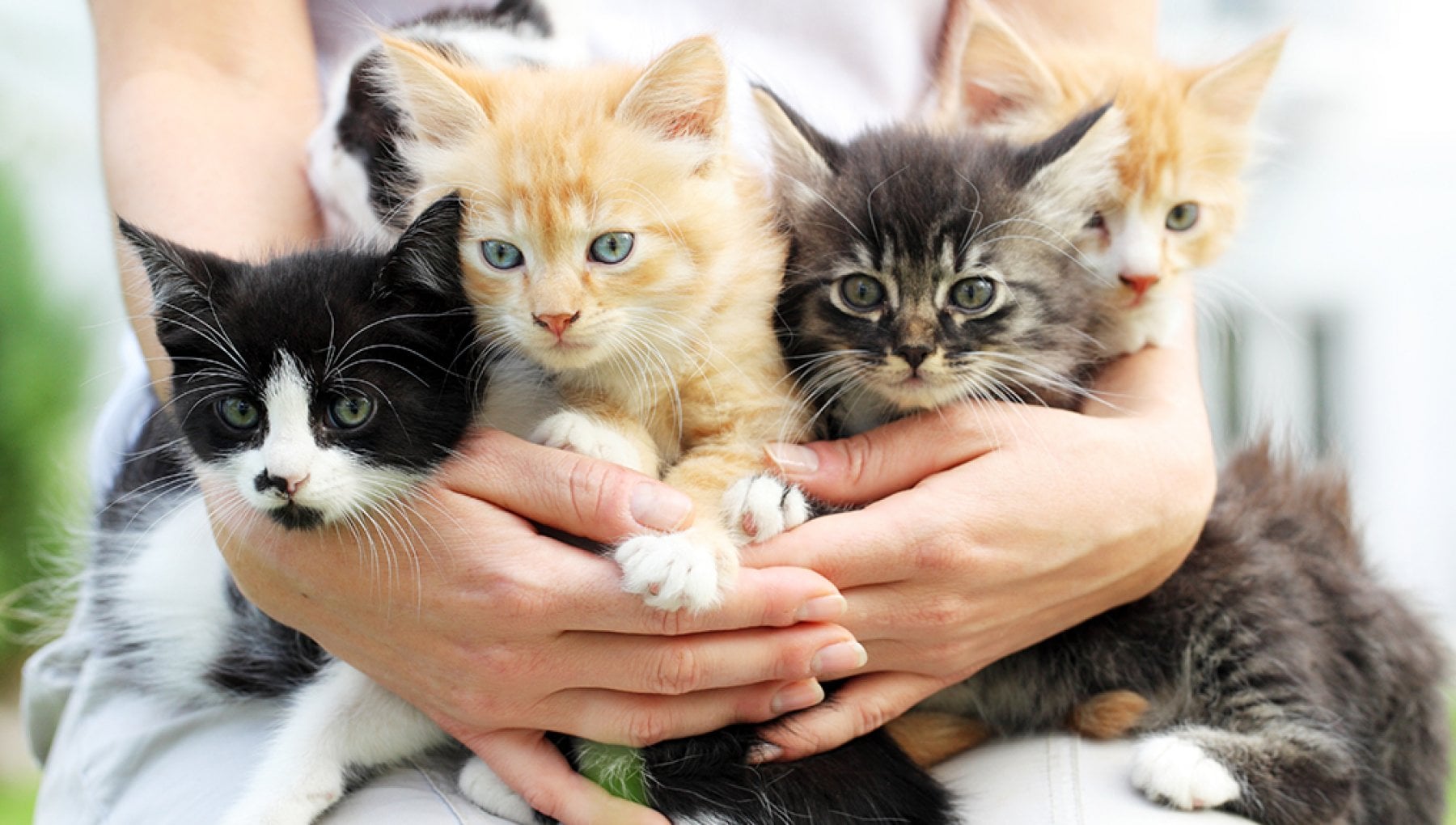 Gatti: il colore influenza la personalità felina