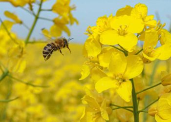Le api a rischio glifosato