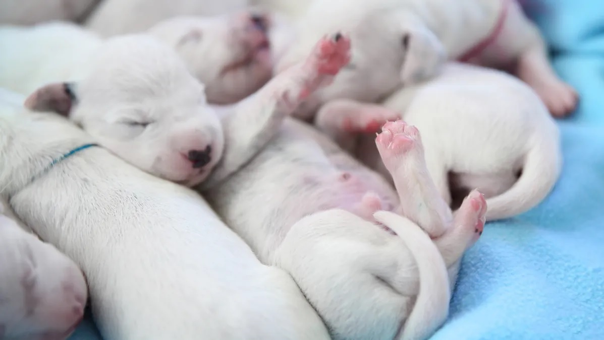 Dalmata: le macchie nere non sono presenti alla nascita