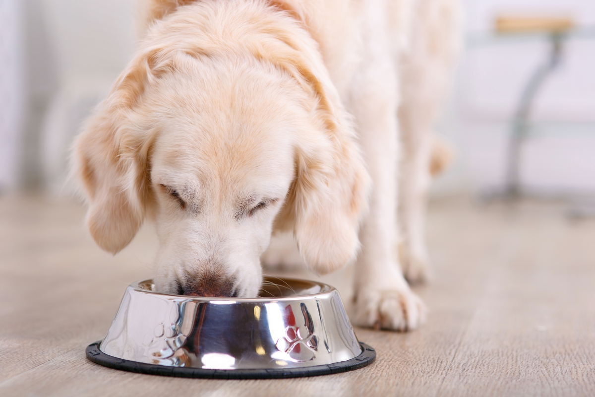 dieta insufficienza renale cane