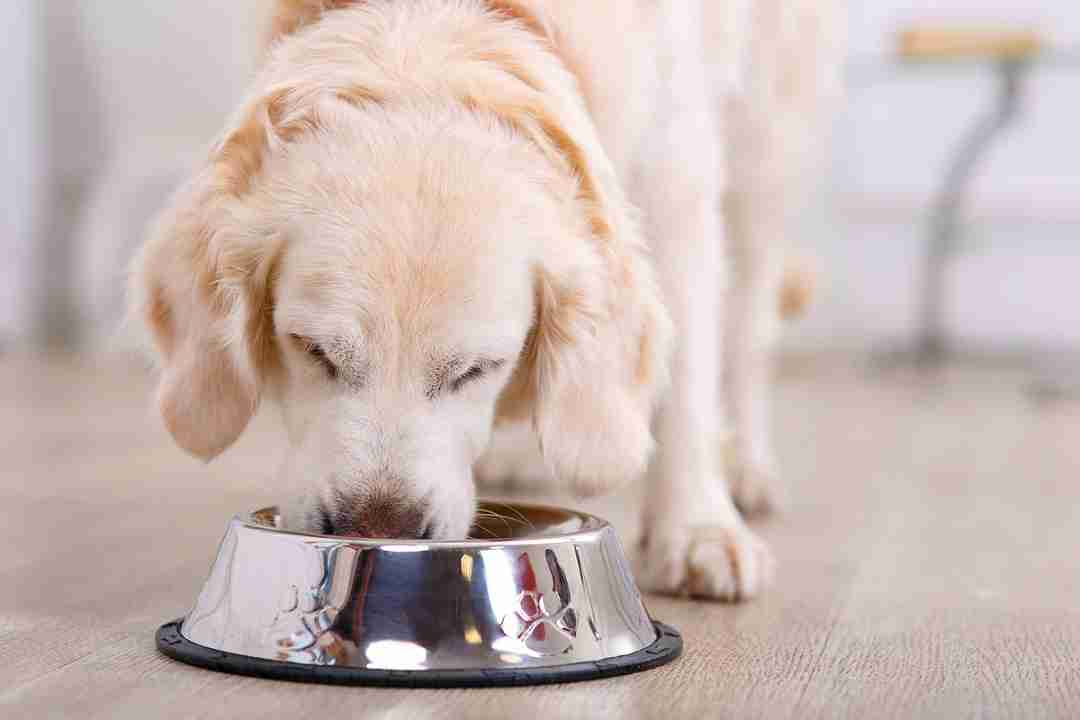 dieta insufficienza renale cane