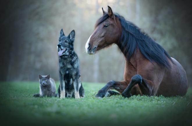 Un gene alla base della domesticazione