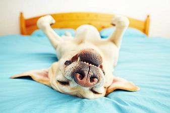 Cani: meglio non condividere il letto in inverno