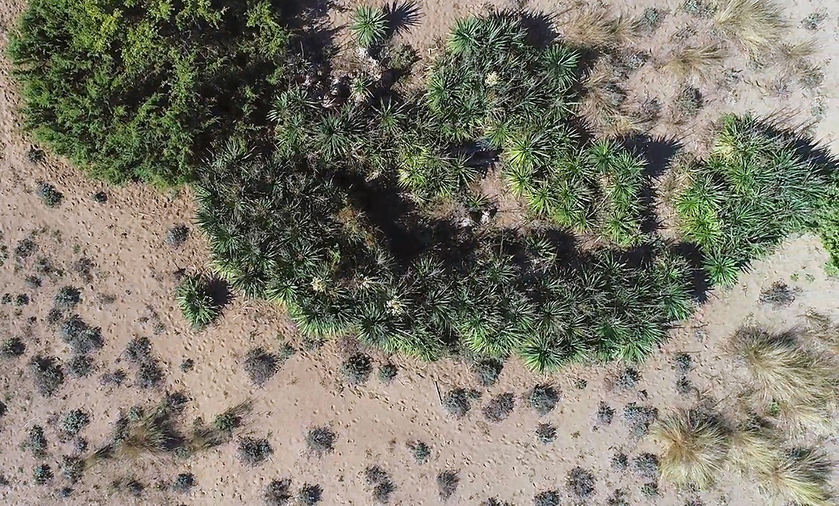 droni trovano piante aliene
