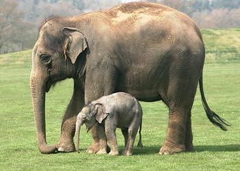 Elefante asiatico: esistono quattro sottospecie