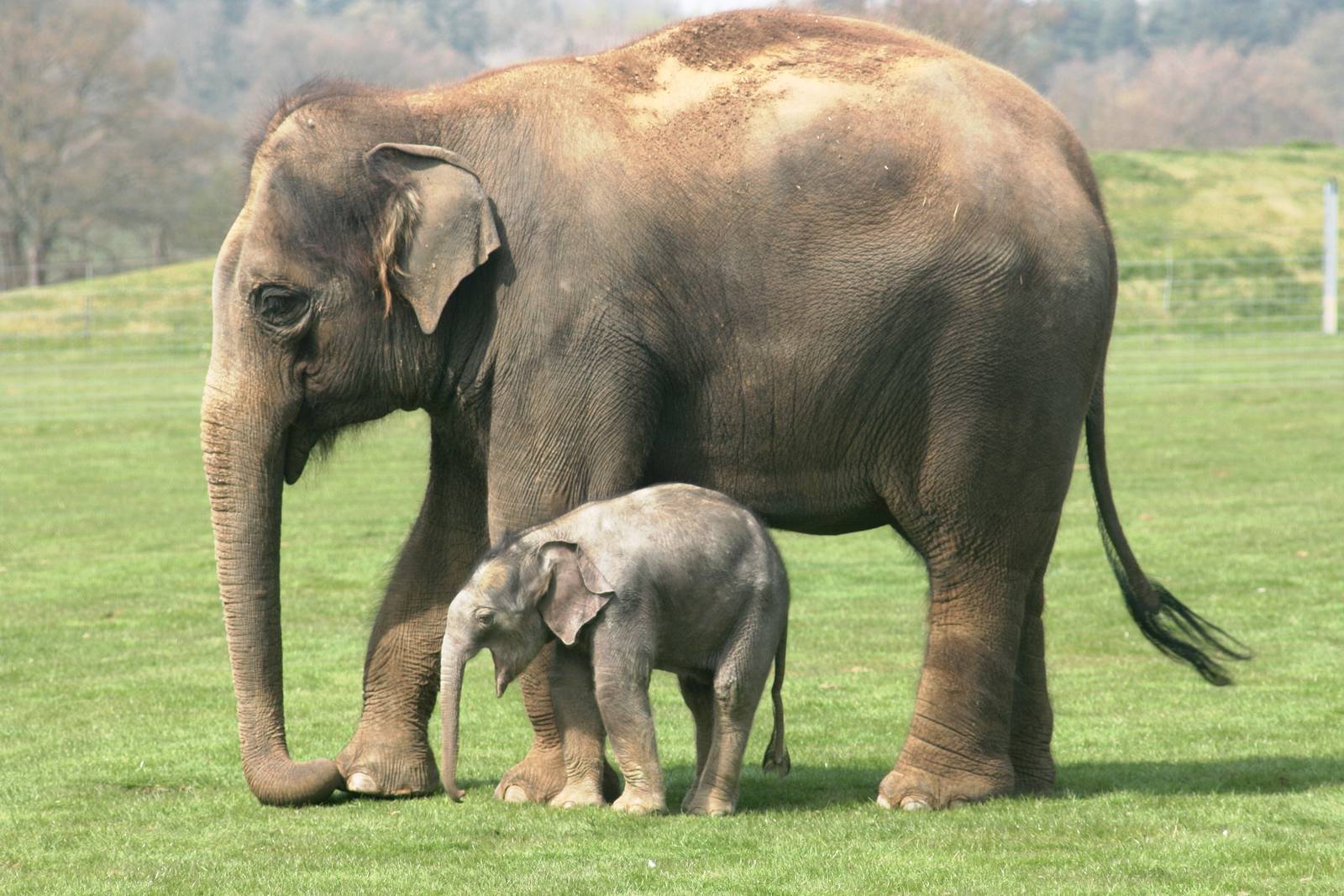 Elefante asiatico: esistono quattro sottospecie