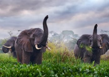 Elefanti: hanno superpoteri per il clima