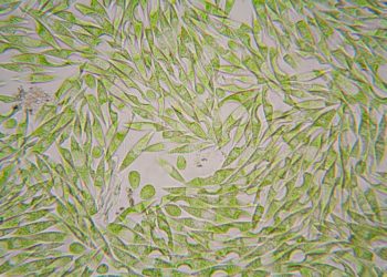 L' alga che migliora la rigenerazione della pelle e la guarigione delle ferite