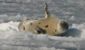 foca della Groenlandia