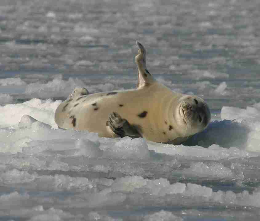 foca della Groenlandia