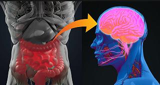 L’istruzione non solo rende più intelligenti – ma protegge l’intestino