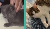 Atena e Noel: salvati i due gatti