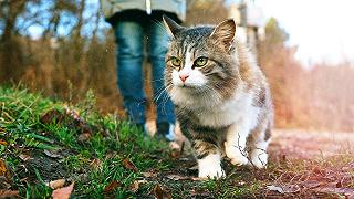 Gatto: è possibile portarlo a passeggio?