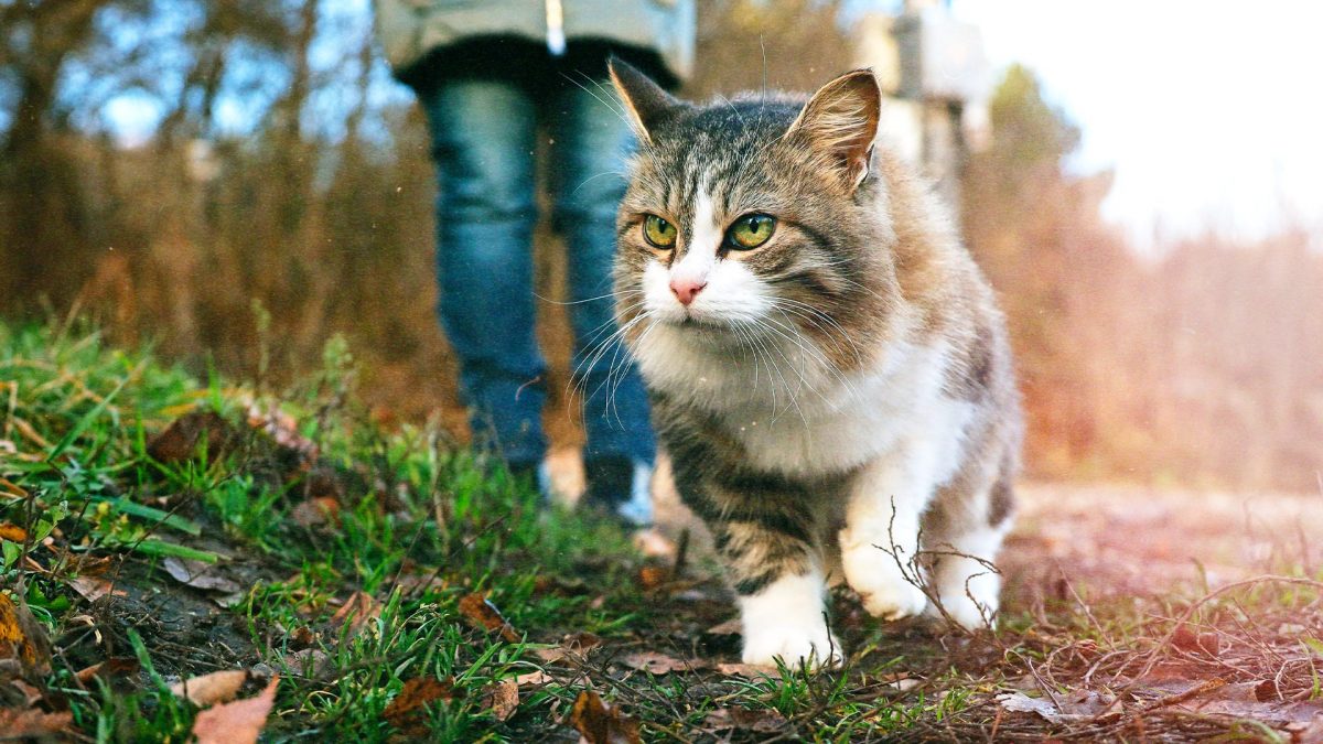 gatto a passeggio