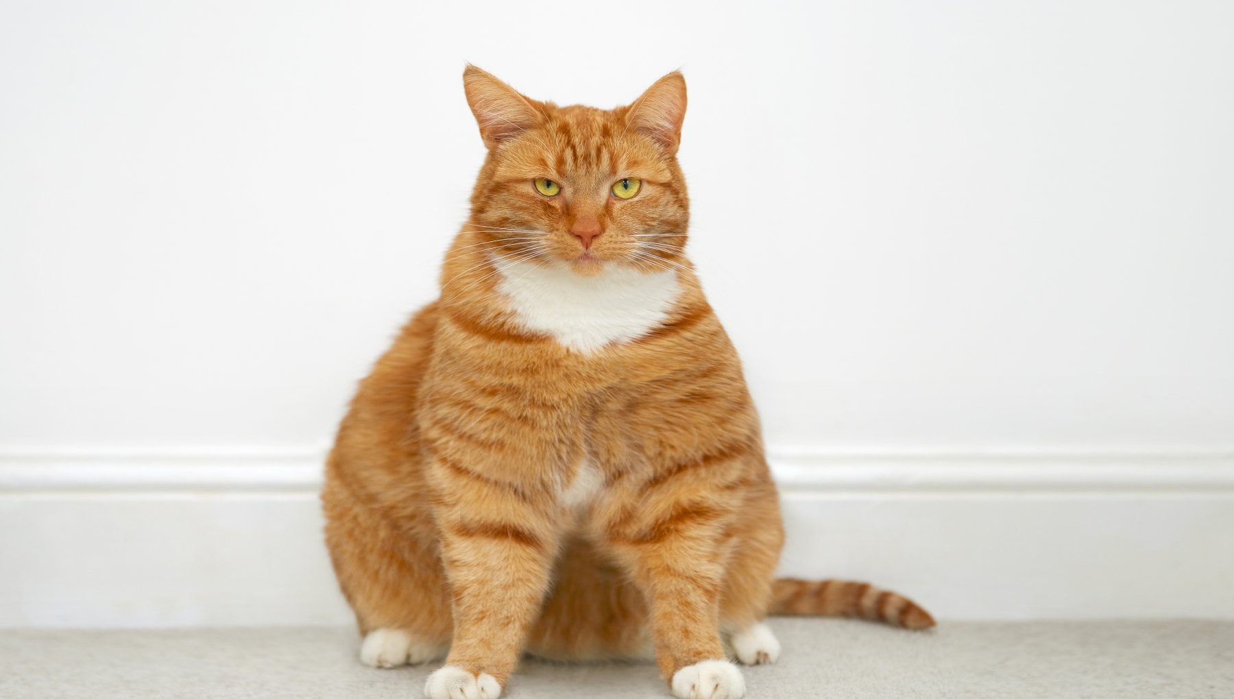 gatto grasso