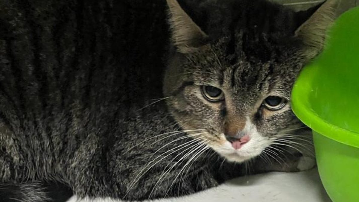 Gatto: intrappolato per 13 giorni in un palazzo di Torino