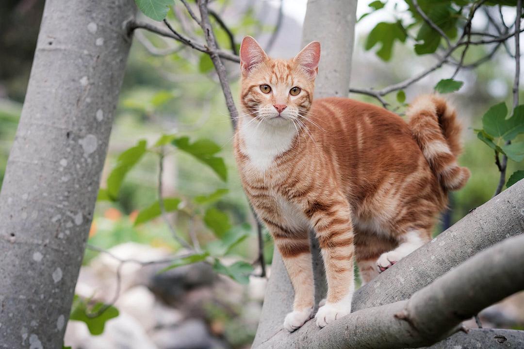 Gatti: come ritrovarli, se smarriti