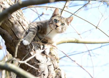 Gatti: perché amano arrampicarsi sugli alberi?