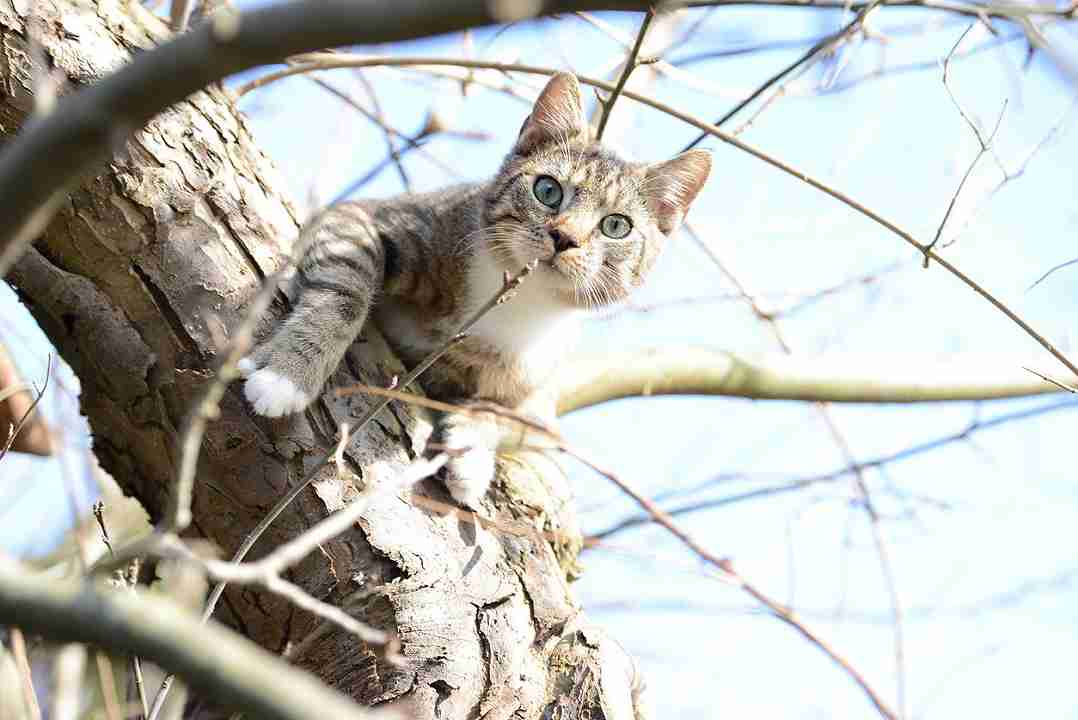 gatto sull'albero