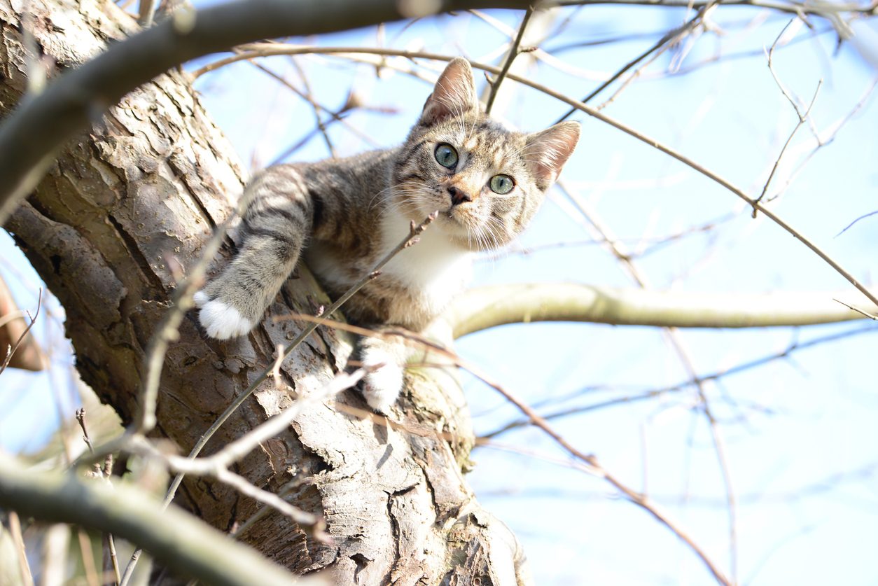 Gatti: perché amano arrampicarsi sugli alberi?