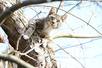 Gatti: perché amano arrampicarsi sugli alberi?