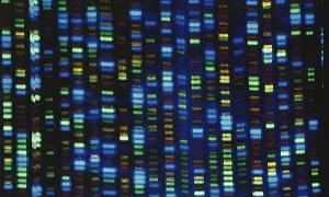 L’evoluzione del DNA umano è stato un fatto di equilibrio