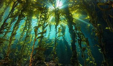 Galapagos: coperta una nuova foresta…Di alghe
