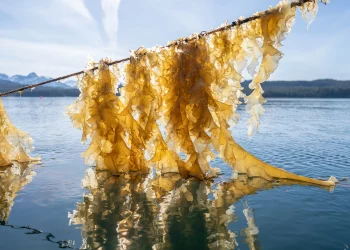 Inquinamento: le coltivazioni di alghe lo riducono