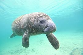 Sirenii: tutto sulle vere sirene del mare