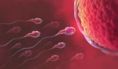 Infertilità maschile curabile con "nuovi" spermatozoi