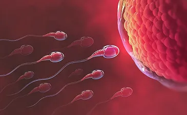 Infertilità maschile curabile con “nuovi” spermatozoi