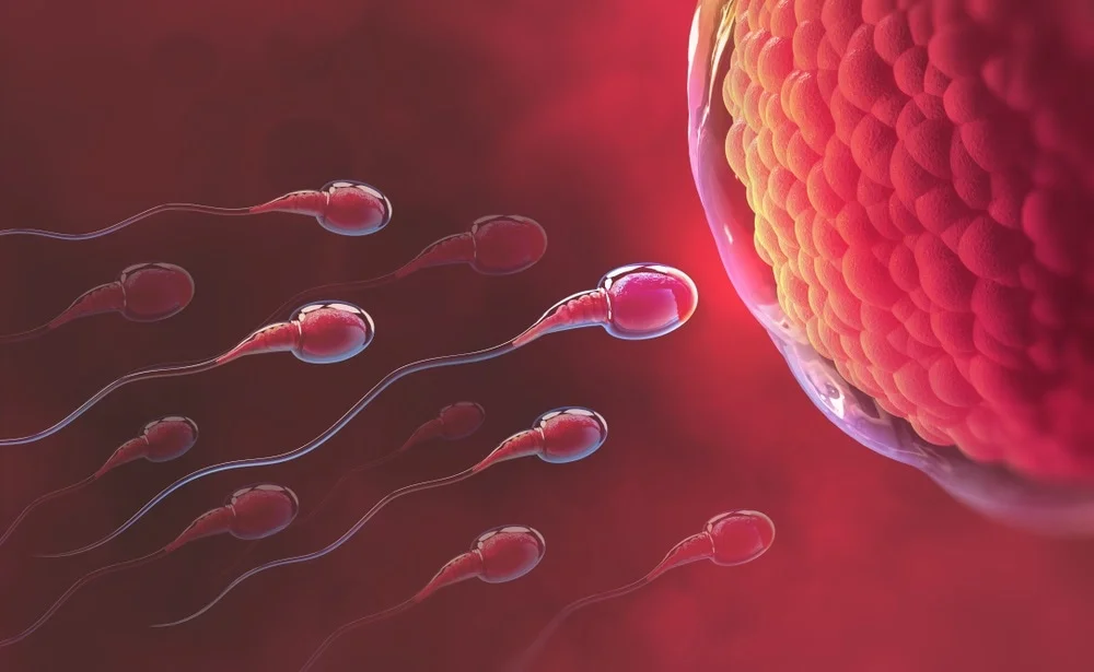 Infertilità maschile curabile con “nuovi” spermatozoi