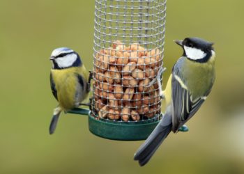 Uccelli selvatici: l'utilizzo delle mangiatoie in inverno