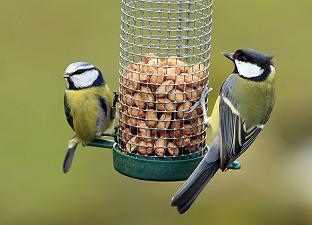 Uccelli selvatici: l’utilizzo delle mangiatoie in inverno