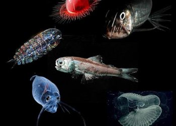 Il riscaldamento degli oceani ha ridotto le dimensioni dei pesci