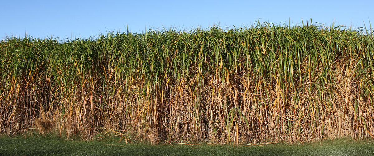 Sfruttare l’editing genetico contro l’uso del petrolio