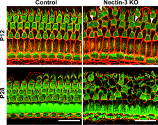 Le cellule a scacchiera che ci permettono di sentire