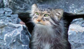 Segnalato il primo gatto sul monte Everest