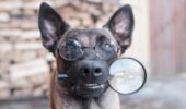 Cani: la razza più intelligente