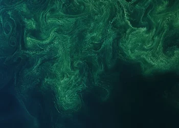 Il trucco che rende le alghe più resistenti ai cambiamenti climatici