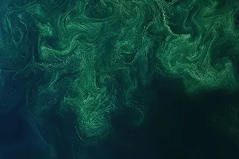 Il trucco che rende le alghe più resistenti ai cambiamenti climatici