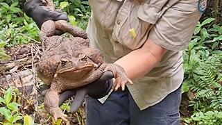 Rospo bufalo gigante: scoperto in Australia