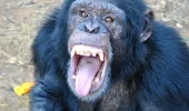 Giovani scimpanzé e adolescenti condividono lo stesso processo decisionale impulsivo