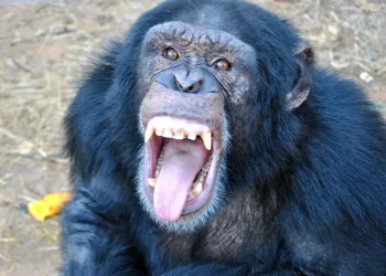 Giovani scimpanzé e adolescenti condividono lo stesso processo decisionale impulsivo