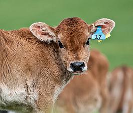 Il contatto umano rende i vitelli da latte più felici