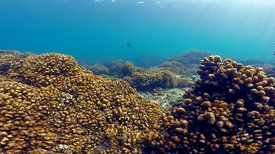 Le barriere coralline del Pacifico potrebbero sopravvivere fino al 2060