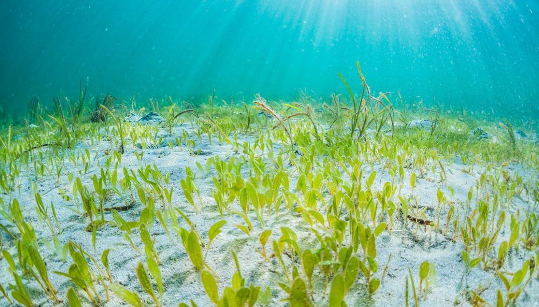 Pianta aliena: impatti e pericoli dell’invasione